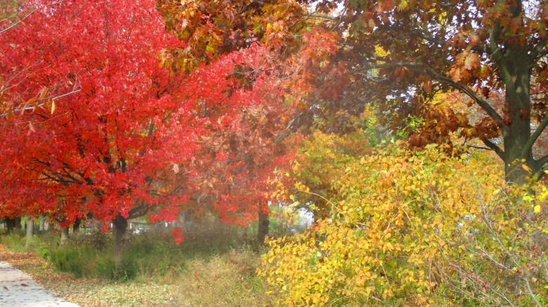 Free stock image of Fall Backdrop created by Mq Best Visual Arts