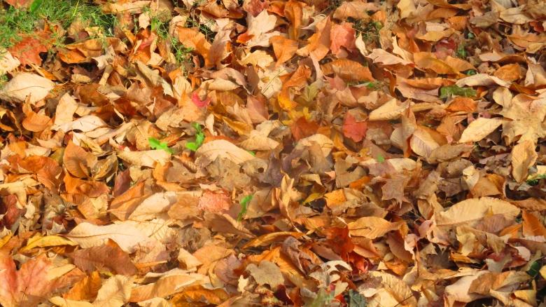 Free stock image of Autumn Leaves created by Mq Best Visual Arts