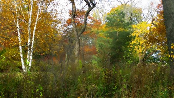 Autumn Garden - Free Stock Photo