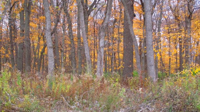 Free stock image of Autumn Woods created by Mq Best Visual Arts