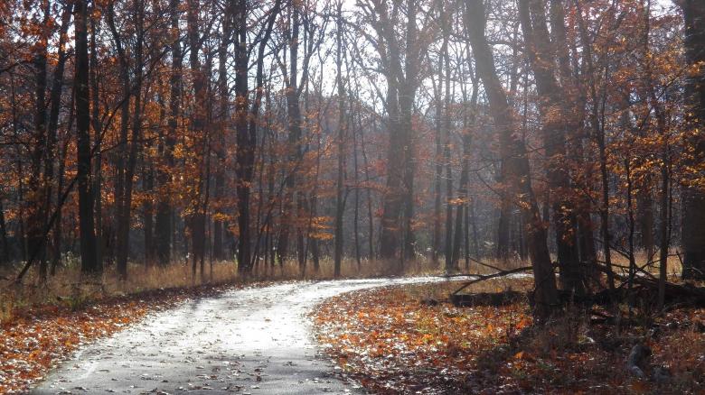 Free stock image of Fall Pathway created by Mq Best Visual Arts