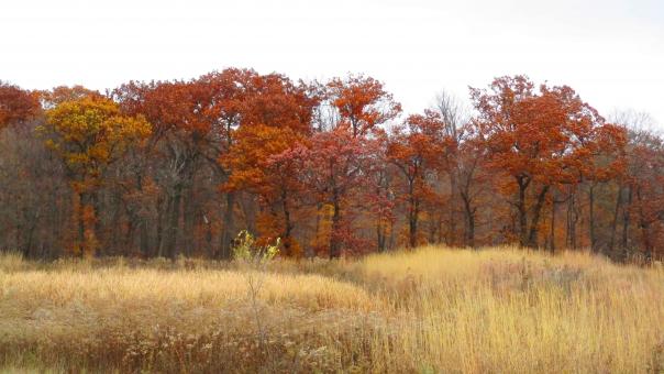 Autumn Woods - Free Stock Photo