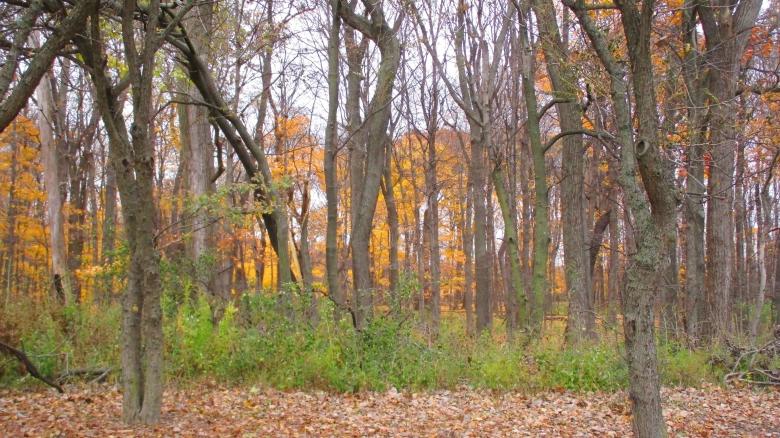Free stock image of Fall Forest created by Mq Best Visual Arts