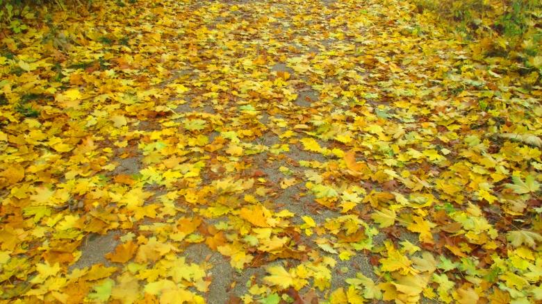 Free stock image of Fallen Leaves created by Mq Best Visual Arts