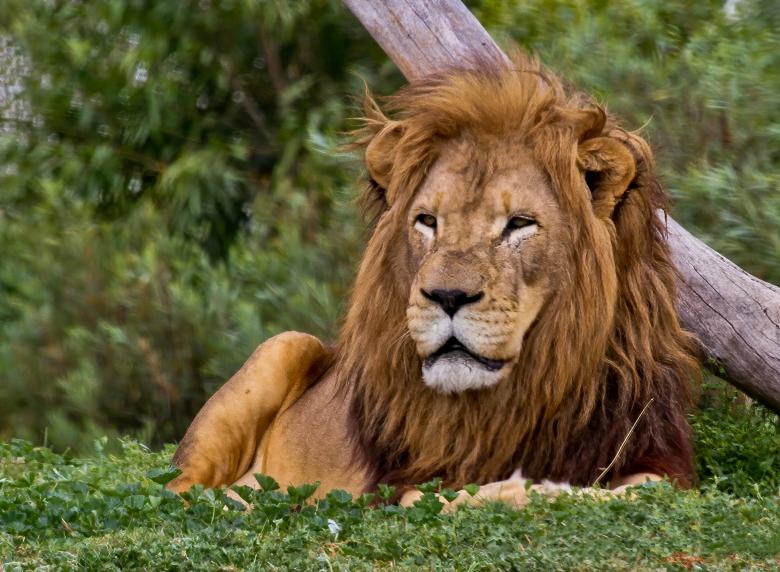 Free stock image of Big lion  created by John Torcasio