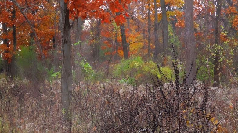 Free stock image of Colorful Woods created by Mq Best Visual Arts