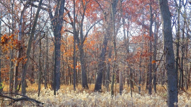 Free stock image of Colorful Autumn Forest created by Mq Best Visual Arts