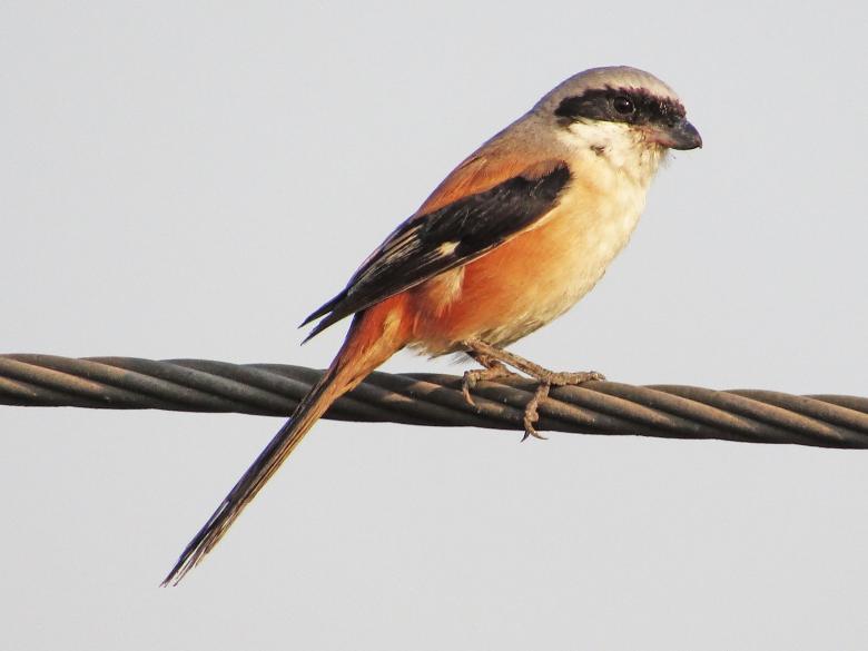 Free stock image of long tailed shrike created by sylvester alphonso