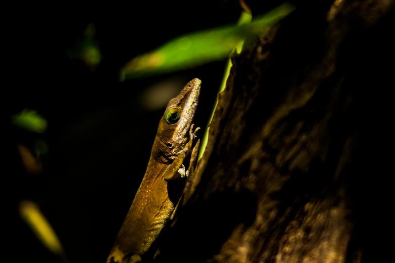 Free stock image of Lizard eye created by Daniel