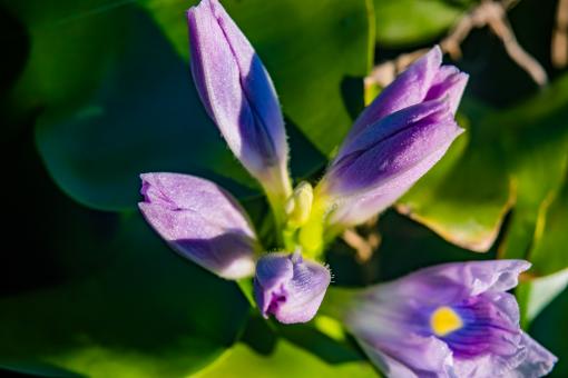 Purple in the light