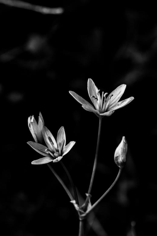 Free stock image of White black white created by Daniel