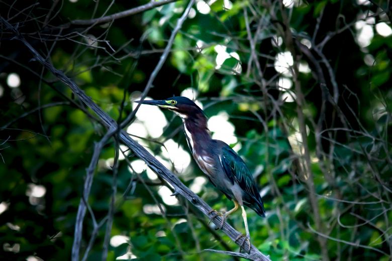 Free stock image of Green heron in the tree created by Daniel
