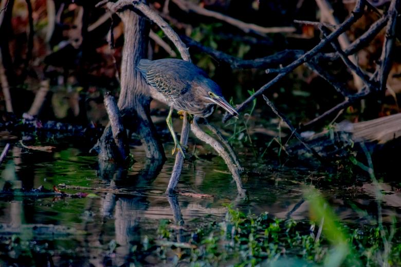 Free stock image of Green Heron Fishing created by Daniel