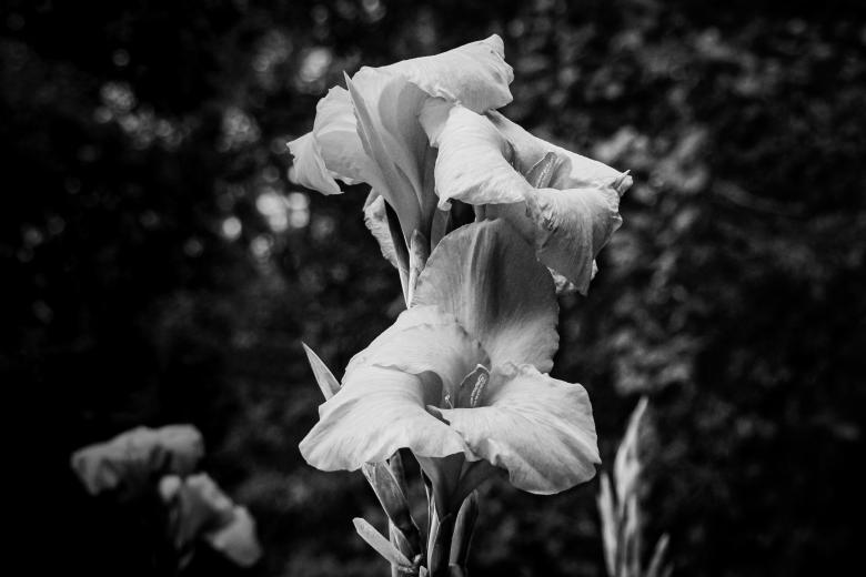 Free stock image of Cana lilly  created by Daniel