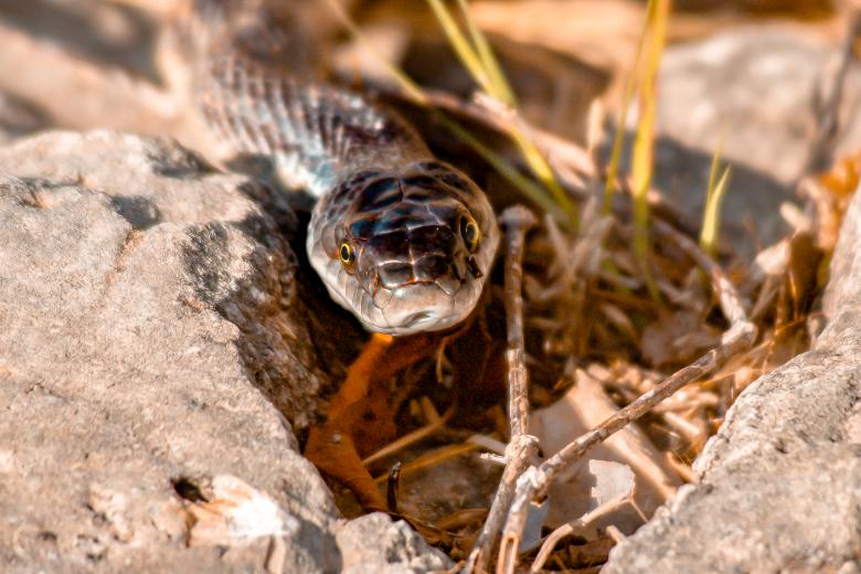 Free stock image of Snake eyes  created by Daniel