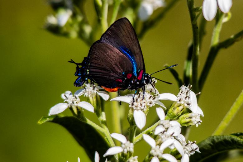 Free stock image of Butterfly created by Daniel