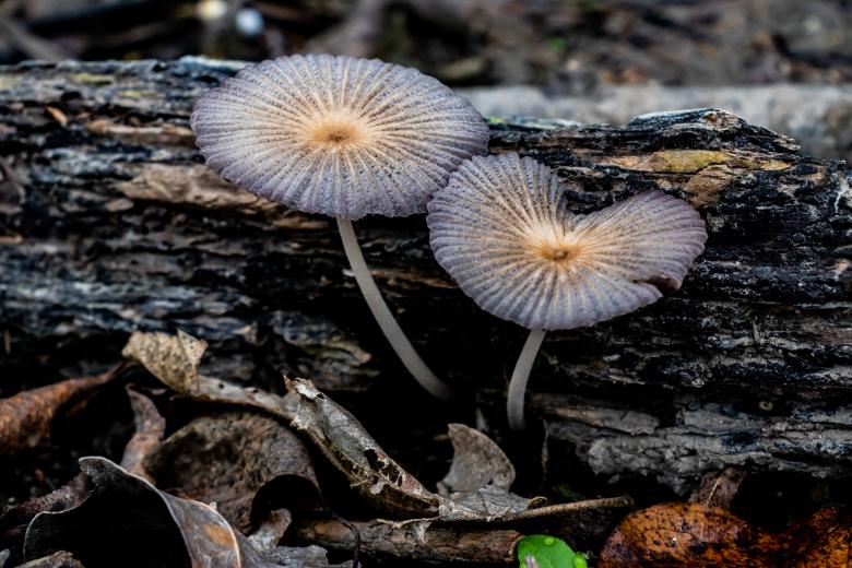 Free stock image of Mushrooms created by Daniel