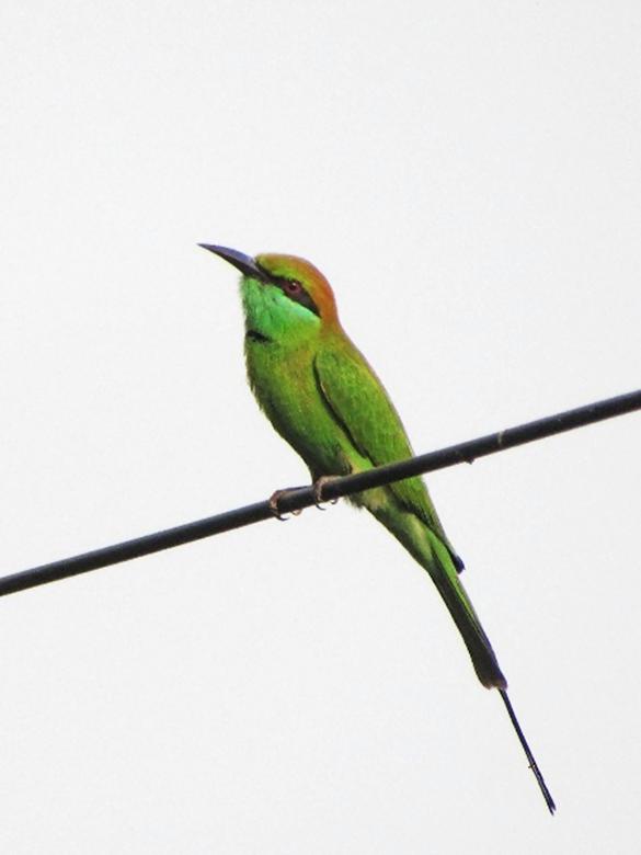Free stock image of Green  bee eater created by sylvester alphonso