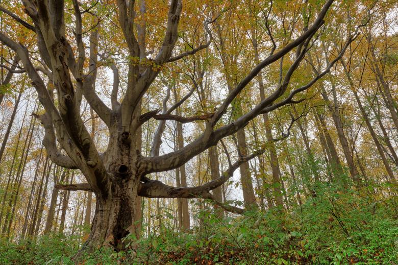 Free stock image of Mighty Susquehanna Beech Tree created by Nicolas Raymond