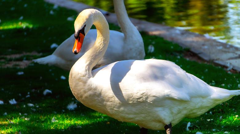 Free stock image of Swan created by Dreamlandscape