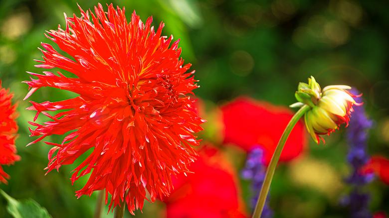 Free stock image of Red flower created by Dreamlandscape