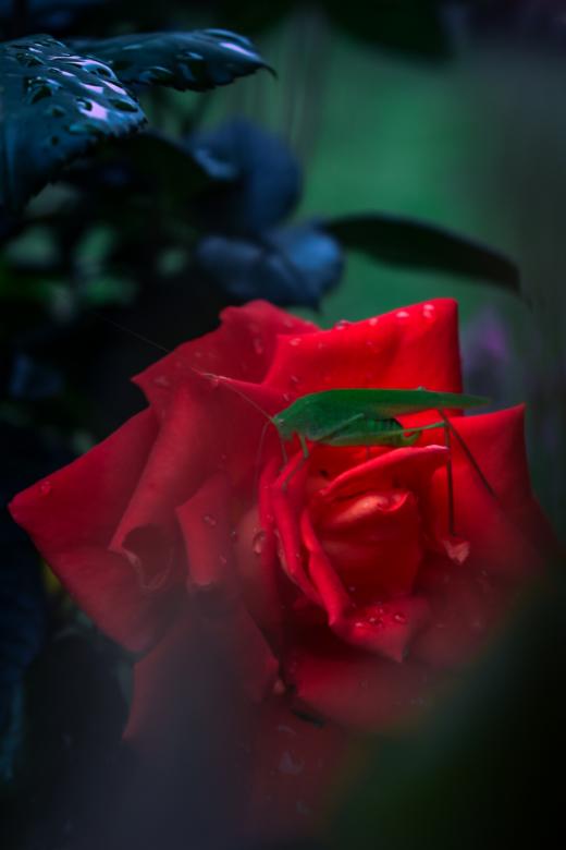 Free stock image of Cricket and rose created by Daniel Csog