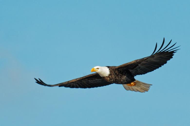 Free stock image of Bald Eagle in flight created by Geoffrey Whiteway