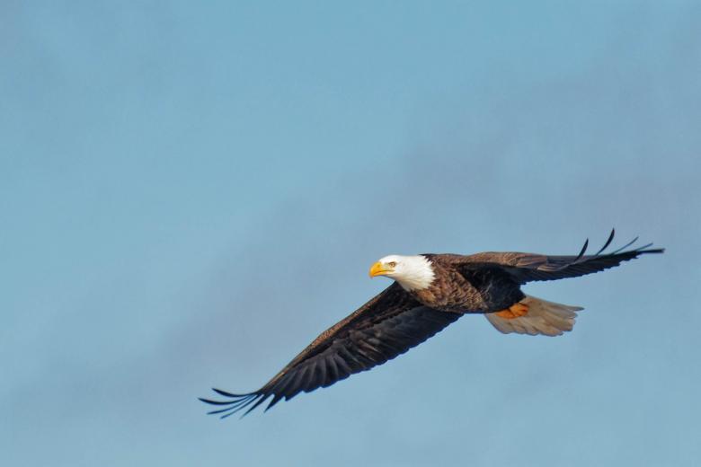 Free stock image of Bald Eagle with blue sky created by Geoffrey Whiteway
