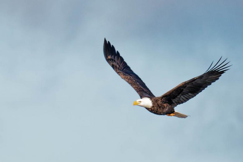Free stock image of Bald Eagle created by Geoffrey Whiteway