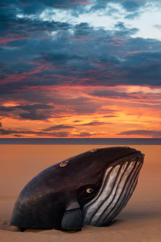 Free stock image of Whale Beach Sunset created by Nicolas Raymond