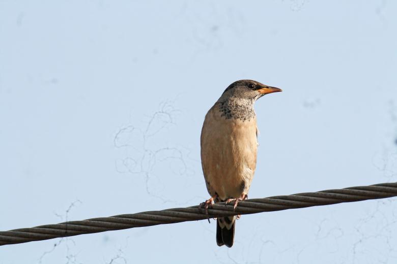 Free stock image of Rosy starling created by sylvester alphonso