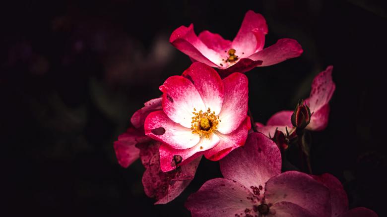 Free stock image of Flowers created by Dreamlandscape
