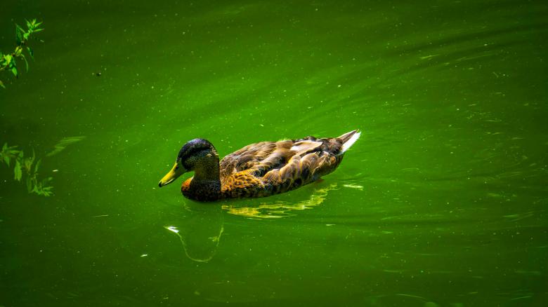 Free stock image of Duck created by Dreamlandscape