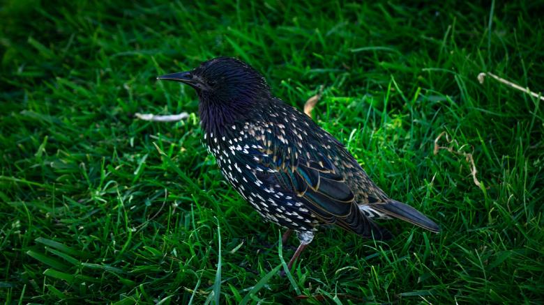 Free stock image of Bird created by Dreamlandscape