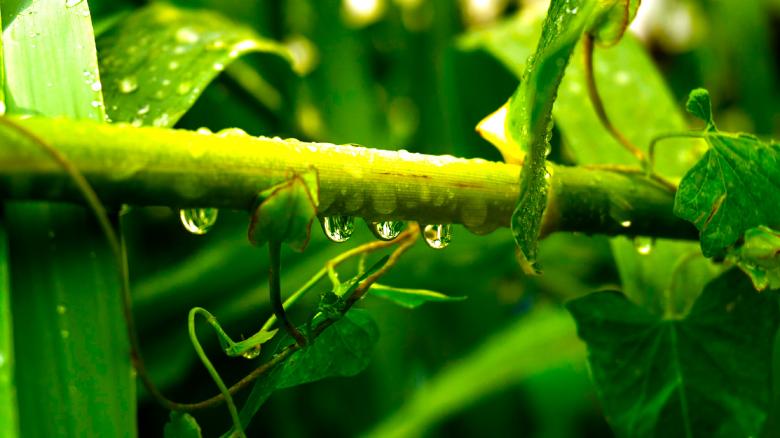 Free stock image of Plant created by Dreamlandscape