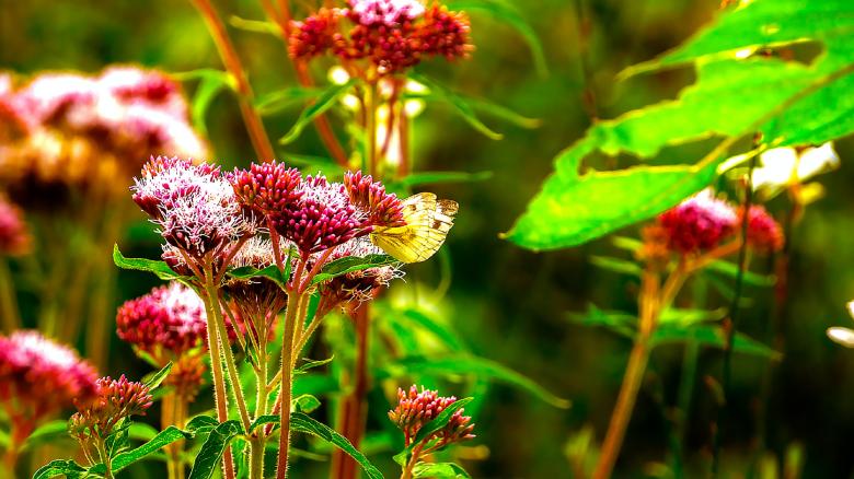 Free stock image of Butterfly created by Dreamlandscape