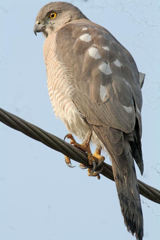 Free stock image of Shikra male created by sylvester alphonso