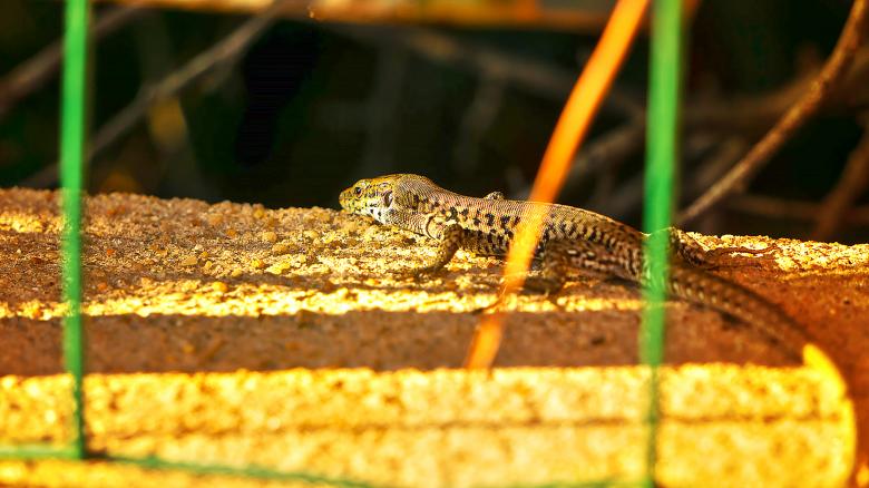 Free stock image of Lizard created by Dreamlandscape