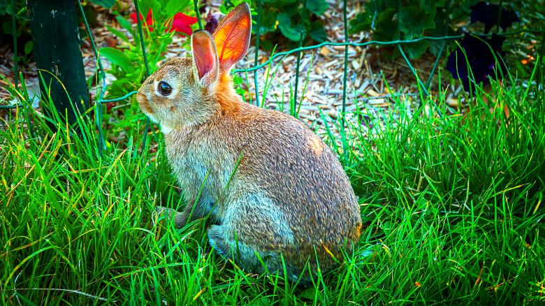 Free stock image of Rabbit created by Dreamlandscape
