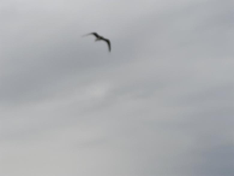 Free stock image of Sky and Bird created by KHAWAJA UMER FAROOQ