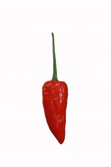 red chilli in white background