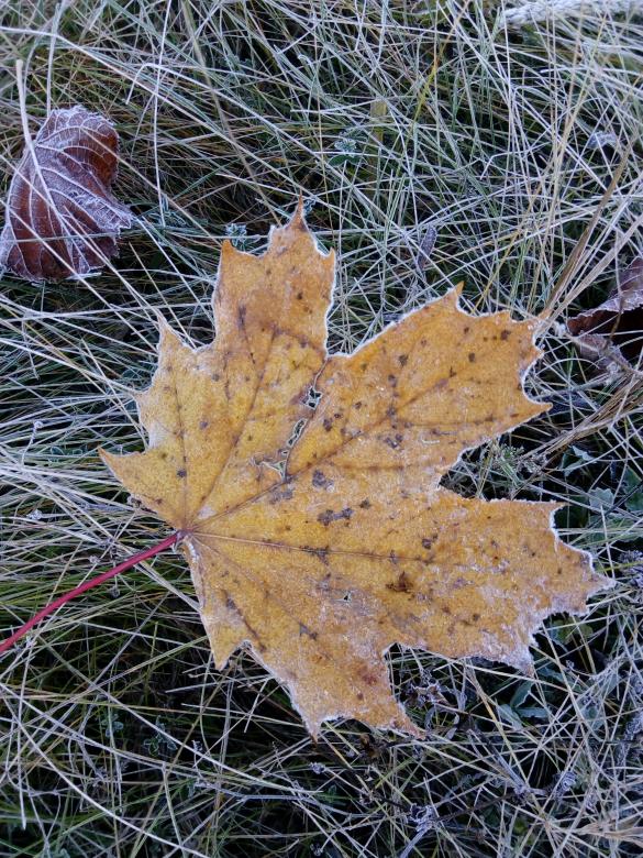Free stock image of Leaf created by Rebeca North