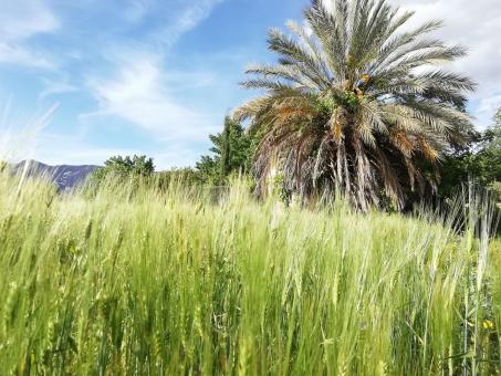 Nature in Algeria - Free Stock Photo