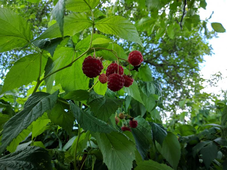 Free stock image of Berries in tree created by Rebeca North