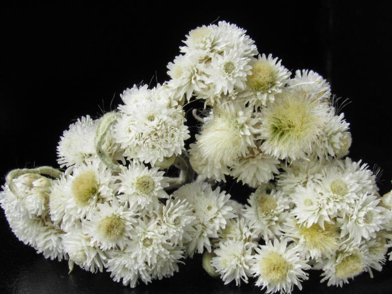 Free stock image of White dried flowers on a black background created by Karyna Panchenko