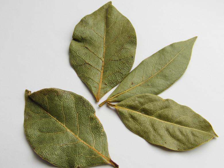 Free stock image of Bay leaves on white background created by Karyna Panchenko