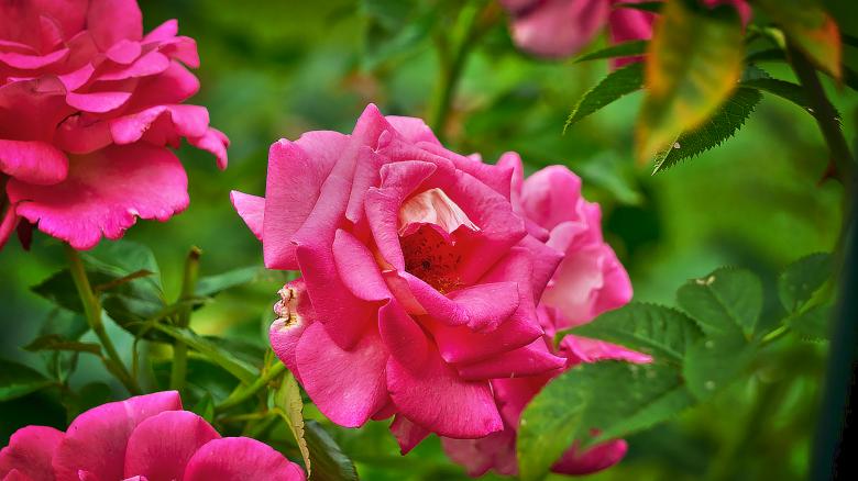 Free stock image of Rose created by Dreamlandscape