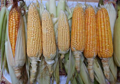  Raw Sweet Corn - Free Stock Photo