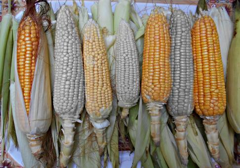 Selective Coloring Of Corn - Free Stock Photo