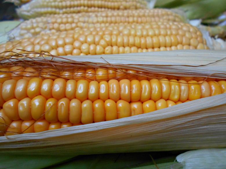 Free stock image of Fresh Yellow Cob Of Corn created by Farzana Ahmad Awan